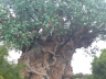 Animal Kingdom