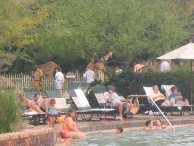 Animal Kingdom Lodge